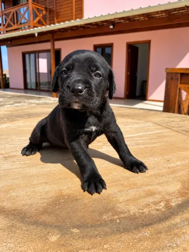 Filhotes de Cane Corso 
