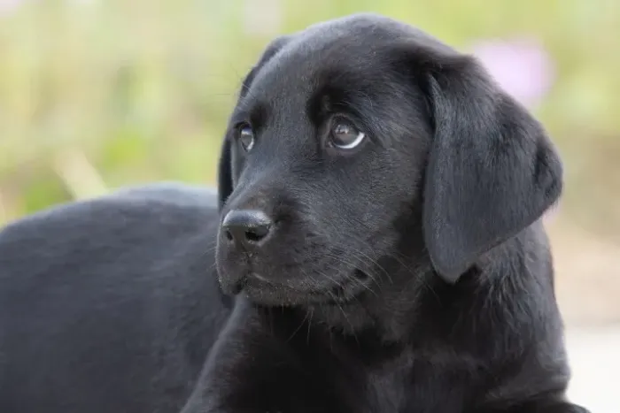 Labrador Retriever: carinho, inteligência e muita companhia.