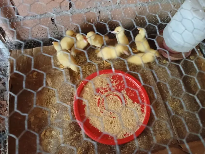 Patinhos