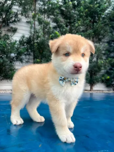 HUSKY SIBERIANO 