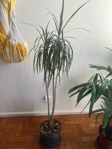 Dracena _ Planta Ornamental 