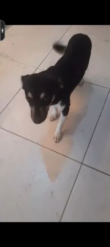 Adote está cachorrinha