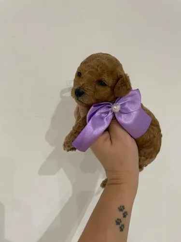 Poodle Red - Garanta conosco seu pet.