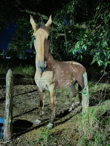 Cavalo Campolino