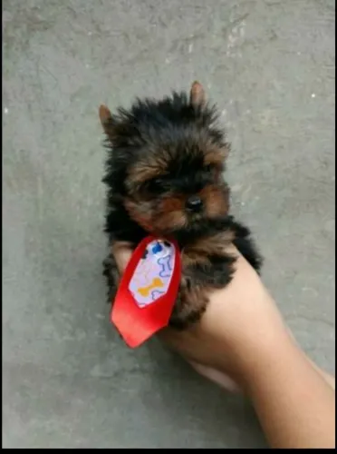 Yorkshire miniatura femea e macho pra entrega