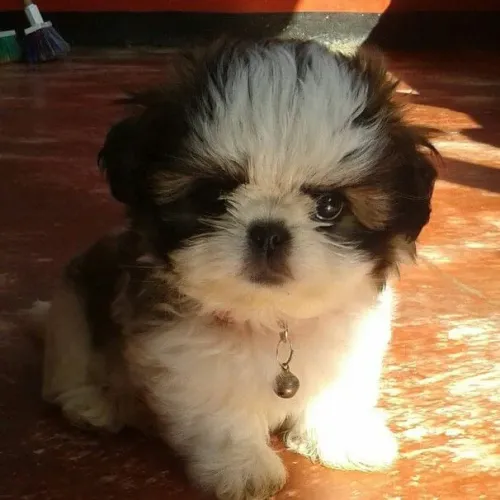 Shih Tzu 