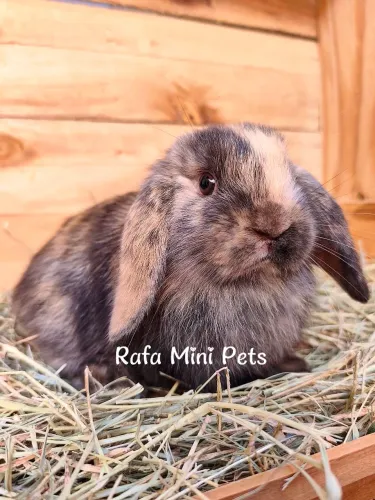 Filhotes Mini Coelho Lop LU