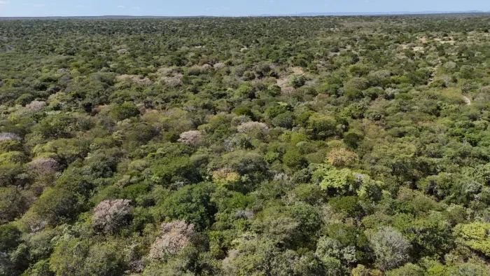fazenda com 425 hectares em upanema  com poço  d'água mineral