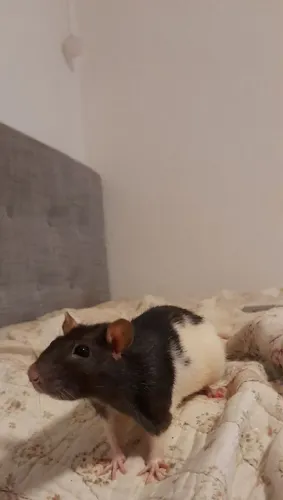 3 ratinhas por 20 , promoção pra vender rápido