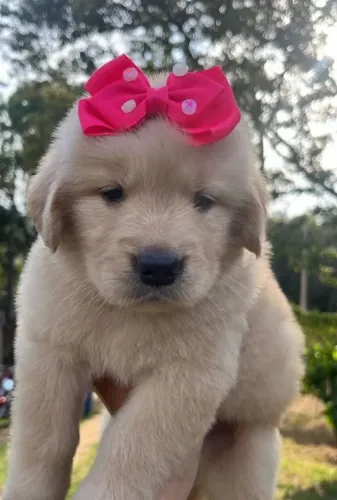 Golden Retriever - Amor em Forma de Filhote