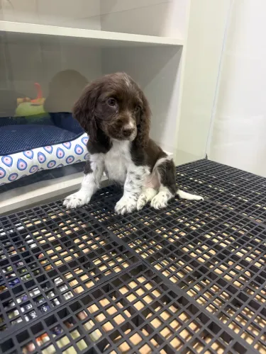 Cocker spaniel inglês