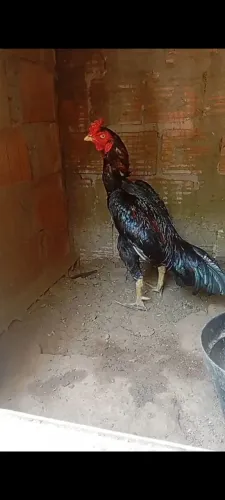 Galo de raça 
