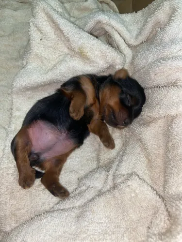 Filhote de Yorkshire