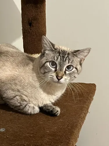 Adoção Responsável: Diana (gata cinza de olhos azuis)