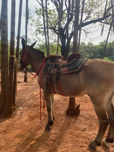 Burro pra venda!