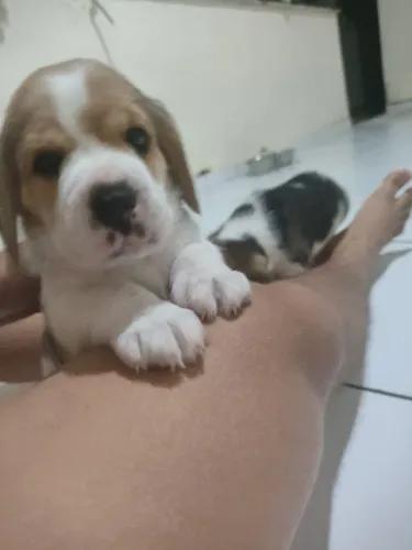SEU NOVO MELHOR AMIGO ? FILHOTES DE BEAGLE 35 DIAS