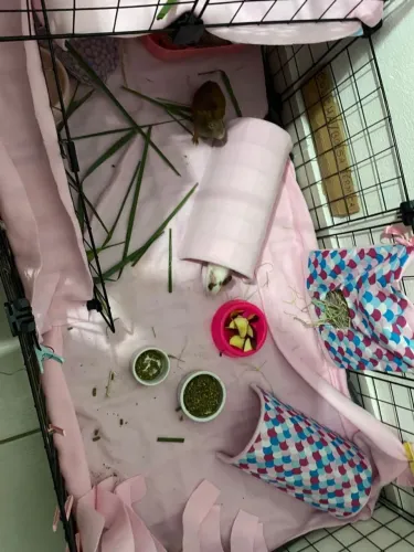 Cercado para coelhos e porquinho da Índia 
