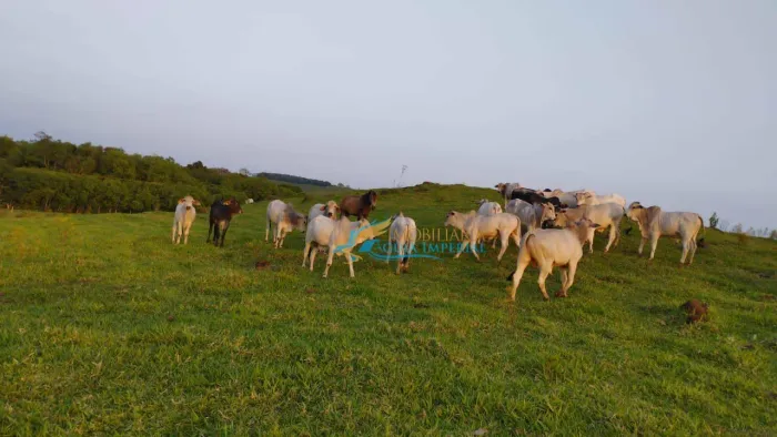 Sítio à venda, 242000 m² por R$ 1.100.000,00 - Rural - Guaraniaçu/PR