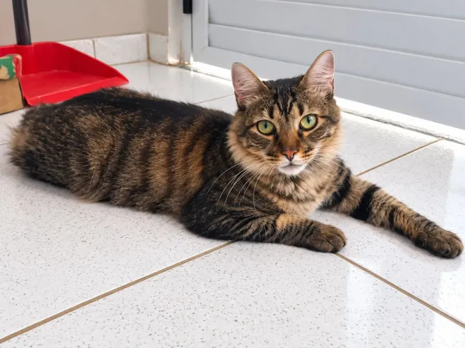 Gatinho Jiji