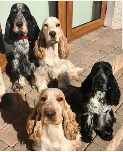 Cocker para O lar maravilhoso 