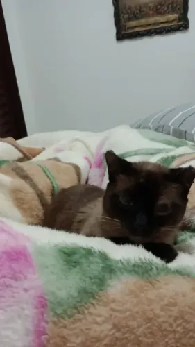 Gato