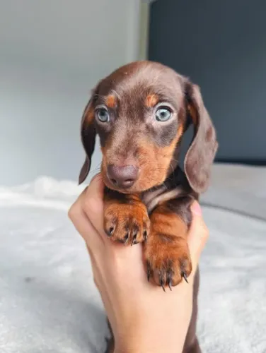 lindos filhotes de daschund basset 