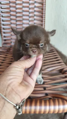 Chihuahua chocolate com 55 dias vacinado