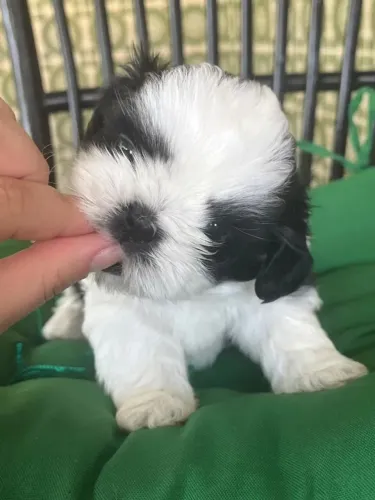 Shih Tzu Filhotinho para quem procura um amigo fiel