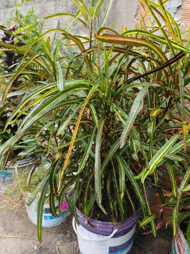 Planta fita