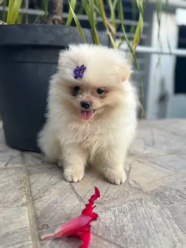 Spitz Alemão Fêmea 