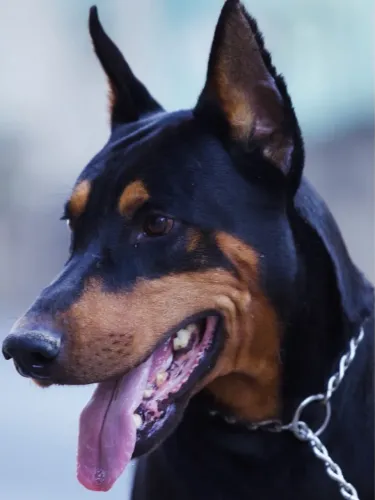 Doberman - Cobertura - Cruza - Monta