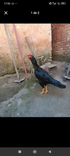 Galinha índia