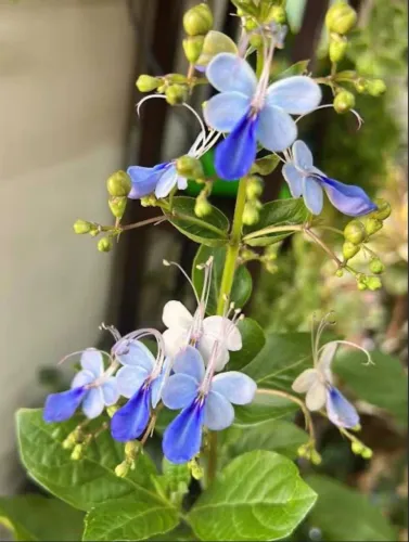 Vendo planta borboleta azul R$40,00