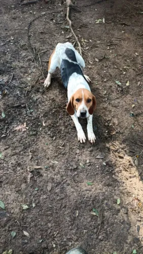 Cachorra americana
