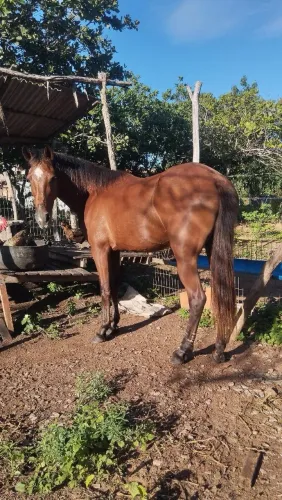 Égua 4 anos
