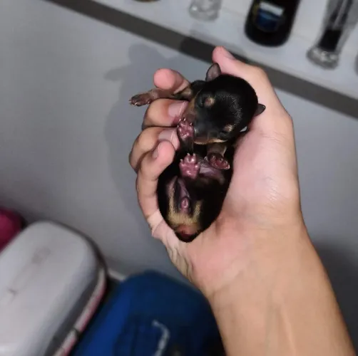 Pinscher 0