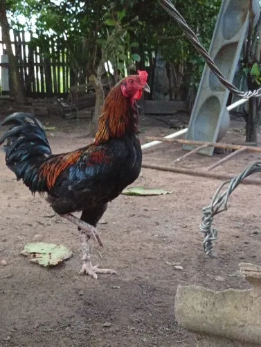 Galo caipira com gigante negro