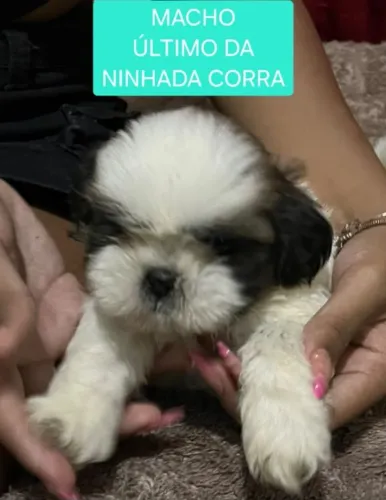 Filhotes de Shih Tzu de Linhagem Selecionada - entrega Est Rj 12x no cartão Último corra