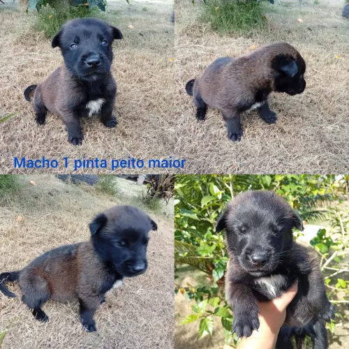 Belga Malinois Último