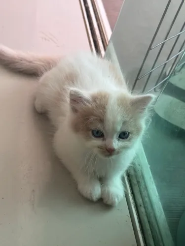 Lindo gato American Curl.