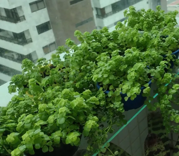 Planta: Suculenta Lágrimas de Bebê
