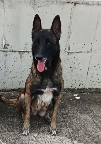 PASTOR BELGA MALINOIS CBKC