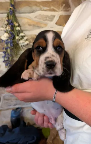 ? Basset Hound ? orelhas gigantes fofas