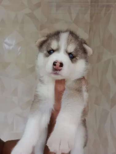 Vendo filhotes husky siberiano 