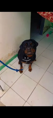 Rottweiler pra cruzar