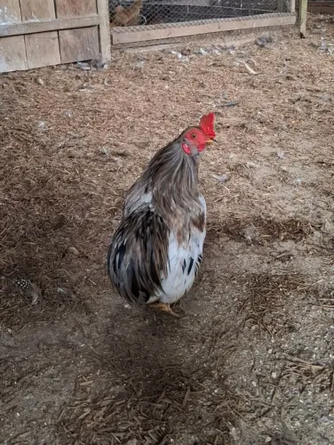Ovos de garnizes modelados