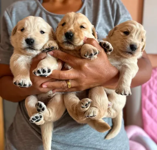 Goldem Retriever