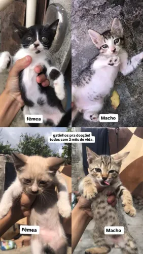 Gato pra doação