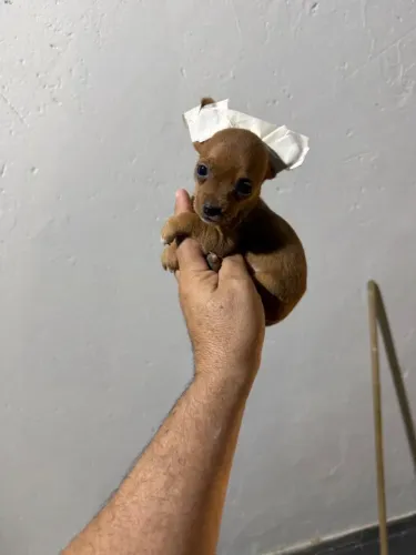 Pinscher machinho