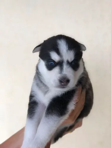 Husky siberiano macho